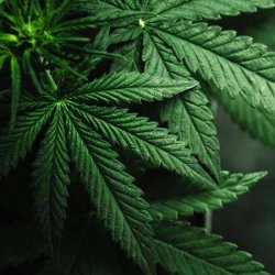 Uso Medicinal da Cannabis: Mitos e Verdades